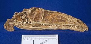 Coelophysis skull cast replica #2