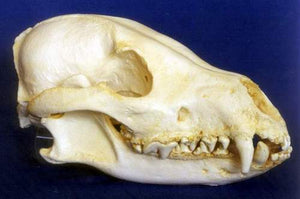 Dhole dog Skull cast replica (item #R S340) Skull cast replica reproduction Taylor Made Fossils