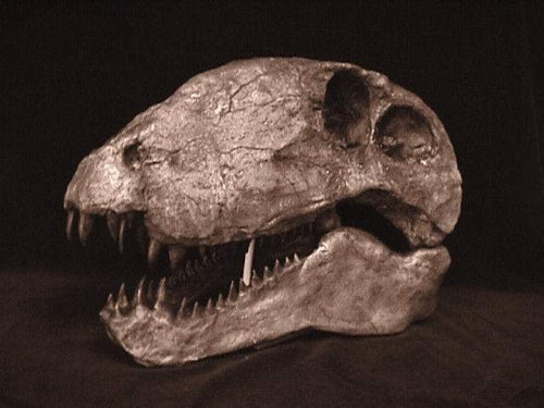 Dimetrodon limbatus skull cast replica #3