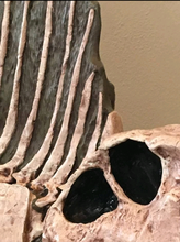Cargar imagen en el visor de la galería, Dimetrodon skeleton cast replica