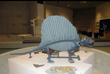 Laden Sie das Bild in den Galerie-Viewer, Dimetrodon skeleton cast replica