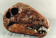Charger l&#39;image dans la galerie, Dimetrodon limbatus skull cast replica #2