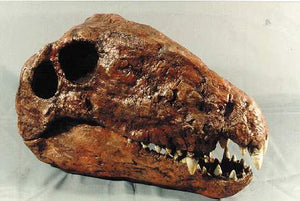 Dimetrodon limbatus skull cast replica #2