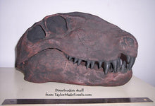 Load image into Gallery viewer, Dimetrodon skull cast replica #1
