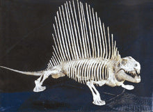 Cargar imagen en el visor de la galería, Dimetrodon skeleton cast replica 2 BYU Specimen