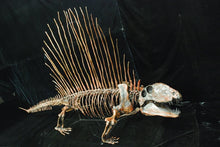 Load image into Gallery viewer, Dimetrodon skeleton cast replica 3
