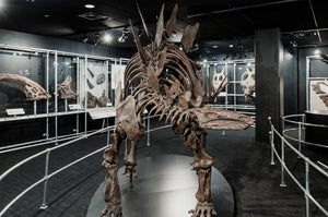 Stegosaurus Skeleton cast replica #2 AMNH