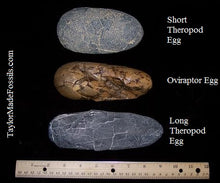 Load image into Gallery viewer, Oviraptor Egg Cast Replica Dinosaur Reproductions
