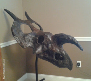 Einiosaurus Adult skull cast replica