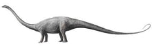 Laden Sie das Bild in den Galerie-Viewer, Diplodocus Chevron cast replica #1