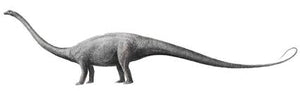 Diplodocus Chevron cast replica #1