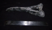Load image into Gallery viewer, Diplodocus Chevron cast #2 replica