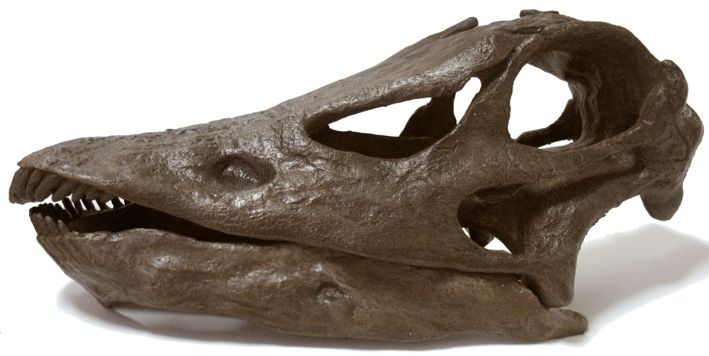 Diplodocus (Seismosaurus) skull cast replica – BigfootCasts.com