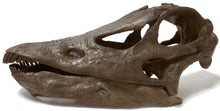 Laden Sie das Bild in den Galerie-Viewer, Diplodocus (Seismosaurus) skull cast replica