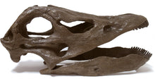Laden Sie das Bild in den Galerie-Viewer, Diplodocus (Seismosaurus) skull cast replica