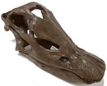 Load image into Gallery viewer, Diplodocus (Seismosaurus) skull cast replica