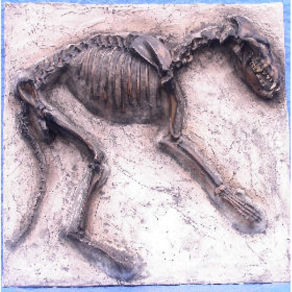 Dire Wolf Dig Panel Canis Dirus Cast Replica Reproduction