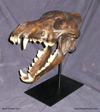 Laden Sie das Bild in den Galerie-Viewer, Dire Wolf Skull cast replica Tarpit finish (item #BC-020T) Skull cast replica reproduction Taylor Made Fossils
