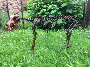 Dire Wolf Skeleton cast replica cast replica reproduction Fossils