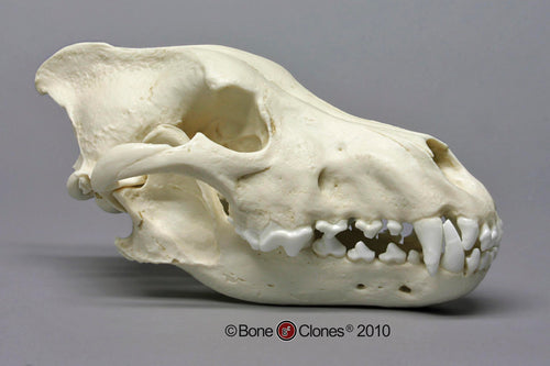 Dire Wolf Skull cast replica Antique finish (item #BC-020A) Skull cast replica reproduction Taylor Made Fossils 2024