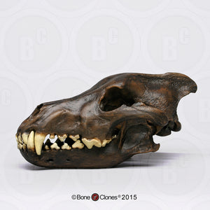Dire Wolf Skull cast replica Tarpit finish (item #BC-020T) Skull cast replica reproduction Taylor Made Fossils