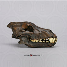 Laden Sie das Bild in den Galerie-Viewer, Dire Wolf Skull cast replica Tarpit finish (item #BC-020T) Skull cast replica reproduction Taylor Made Fossils