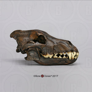Dire Wolf Skull cast replica Tarpit finish (item #BC-020T) Skull cast replica reproduction Taylor Made Fossils
