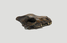 Laden Sie das Bild in den Galerie-Viewer, Dire Wolf Skull cast replica #V Skull cast replica reproduction Taylor Made Fossils