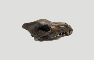 Dire Wolf Skull cast replica #V Skull cast replica reproduction Taylor Made Fossils