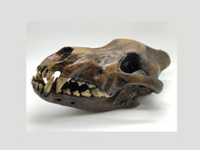 Load image into Gallery viewer, Dire Wolf Skull cast replica #V Skull cast replica reproduction Taylor Made Fossils