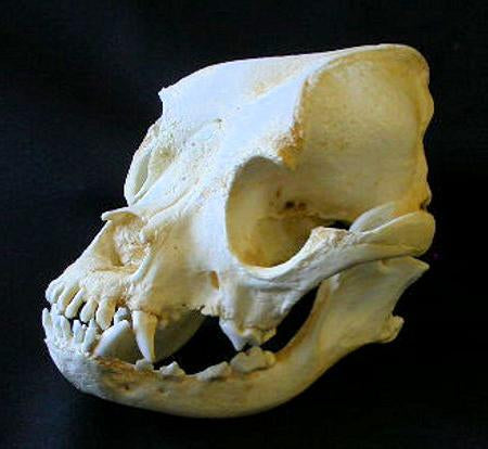 Boxer Dog Skull cast replica reproduction Taylor Made Fossils