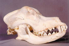 Laden Sie das Bild in den Galerie-Viewer, Domestic Dog Skull cast replica skeleton reproduction Taylor Made Fossils