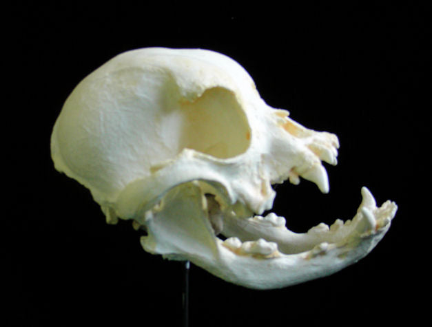 English Bull Dog Skull cast replica reproduction Bulldog Taylor Made Fossils