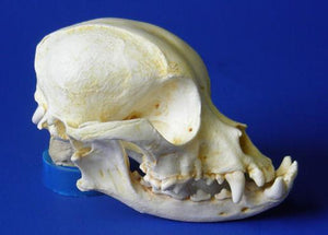 Pekingese Dog Skull cast replica (item #R S444)