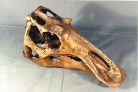 Juvenile Maiasaurus  Skull cast replica dinosaur