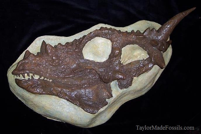 Dracorex hogwartsia skull cast replica