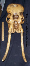 Laden Sie das Bild in den Galerie-Viewer, Dwarf Mammoth Skeleton cast replica Pleistocene. Ice Age