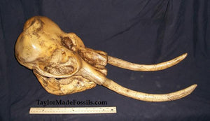 Dwarf Mammoth Skull cast replica Pleistocene. Ice Age