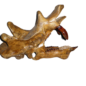 Uintatherium Skeleton Cast Replica