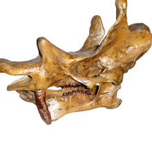 Cargar imagen en el visor de la galería, Uintatherium Skull Cast Replica