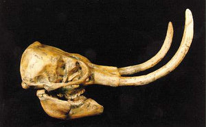 Dwarf Mammoth Skull cast replica Pleistocene. Ice Age