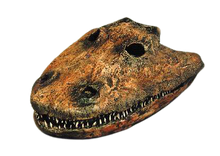 Load image into Gallery viewer, Eryops skull fossil cast replica reproduction