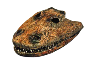 Eryops skull fossil cast replica reproduction