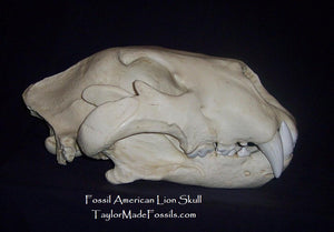American Lion Skull Antique Finish Cast Replica Reproduction