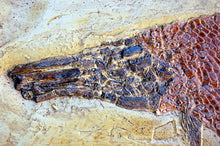 Laden Sie das Bild in den Galerie-Viewer, Garfish Lepisosteus cast replica Fossil Fish Gar fish