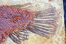 Charger l&#39;image dans la galerie, Garfish Lepisosteus cast replica Fossil Fish Gar fish