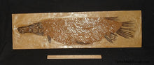 Laden Sie das Bild in den Galerie-Viewer, Garfish Lepisosteus cast replica Fossil Fish Gar fish