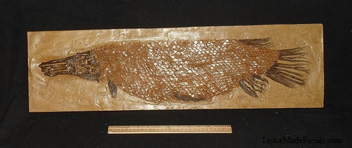 Garfish Lepisosteus cast replica Fossil Fish Gar fish