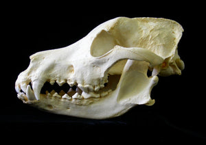 German Shepherd Dog Skull cast replica (item #CA DJL0025)  reproduction