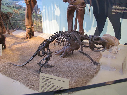 Giant Fossil Beaver Skeleton cast replica